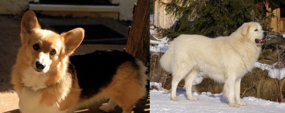 Slovak Cuvac vs Dorgi - Breed Comparison