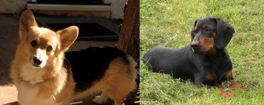 Slovakian Hound vs Dorgi - Breed Comparison