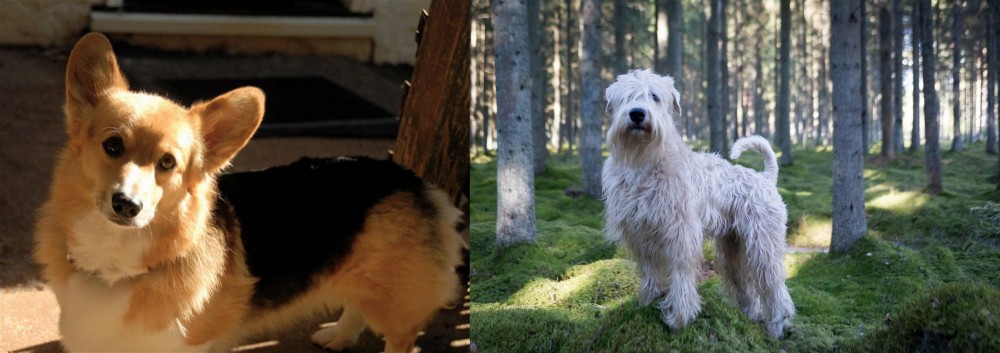 Soft-Coated Wheaten Terrier vs Dorgi - Breed Comparison