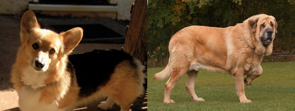 Spanish Mastiff vs Dorgi - Breed Comparison