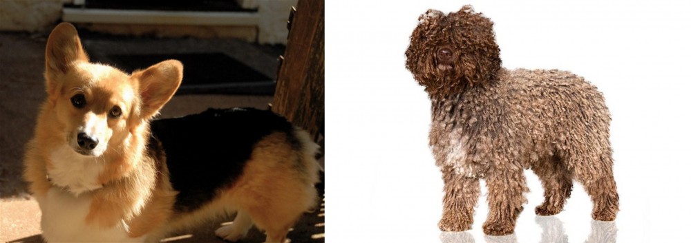 Spanish Water Dog vs Dorgi - Breed Comparison
