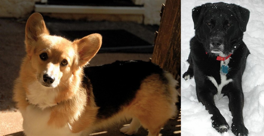 St. John's Water Dog vs Dorgi - Breed Comparison