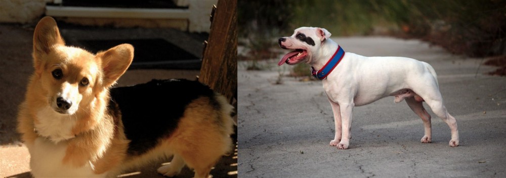 Staffordshire Bull Terrier vs Dorgi - Breed Comparison