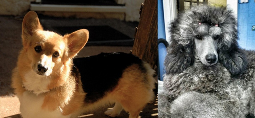 Standard Poodle vs Dorgi - Breed Comparison