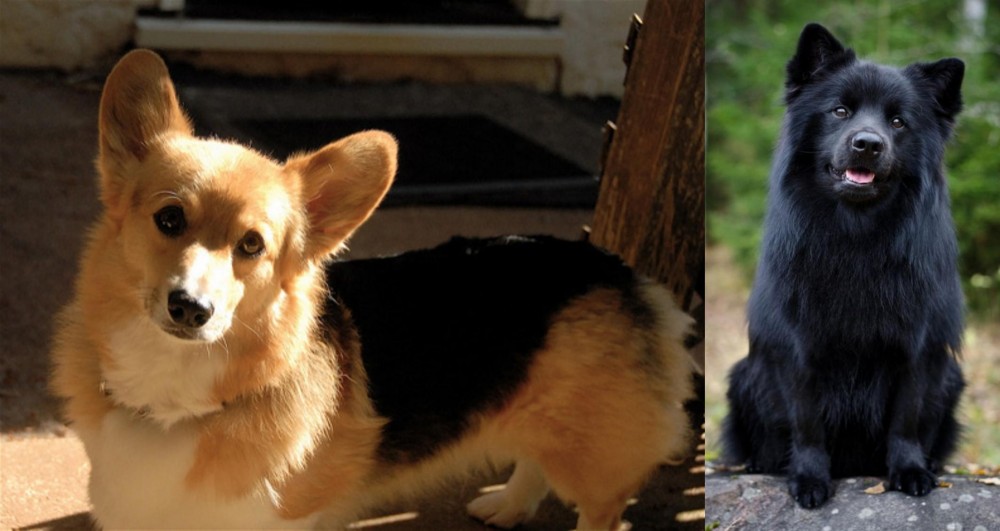 Swedish Lapphund vs Dorgi - Breed Comparison