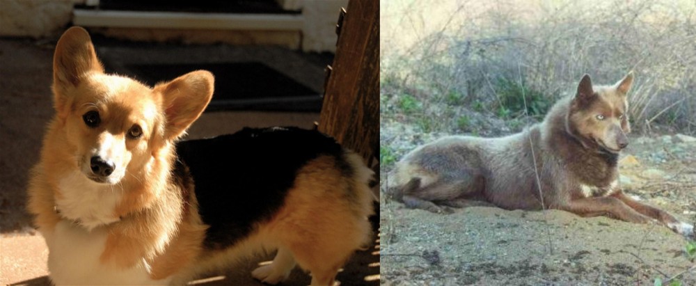 Tahltan Bear Dog vs Dorgi - Breed Comparison