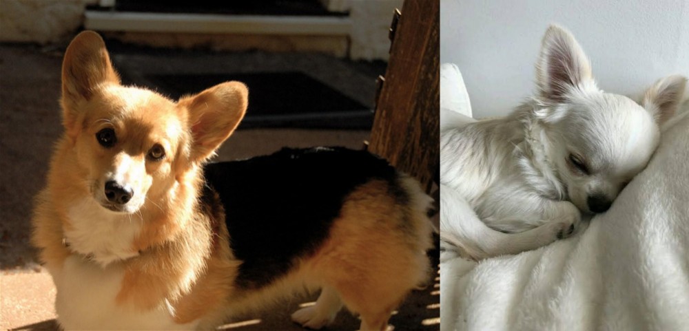 Tea Cup Chihuahua vs Dorgi - Breed Comparison