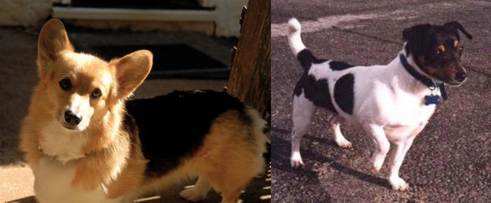 Teddy Roosevelt Terrier vs Dorgi - Breed Comparison