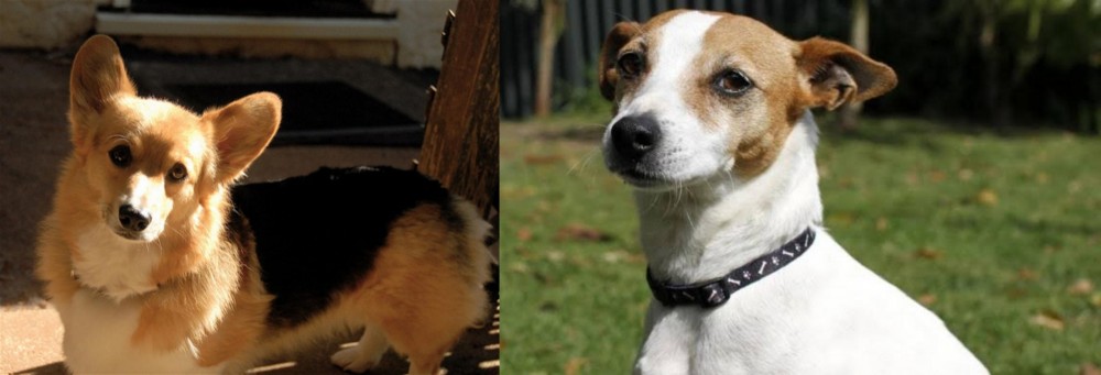 Tenterfield Terrier vs Dorgi - Breed Comparison