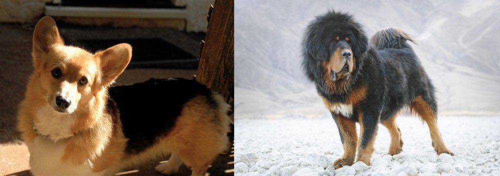 Tibetan Mastiff vs Dorgi - Breed Comparison
