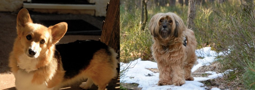 Tibetan Terrier vs Dorgi - Breed Comparison