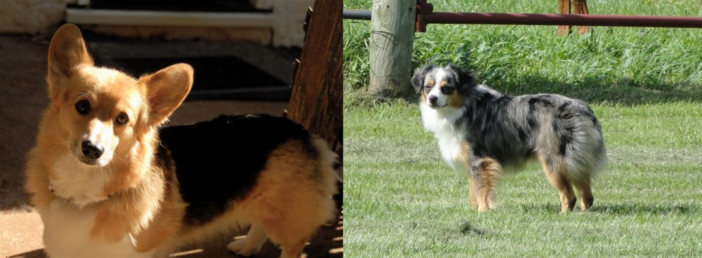 Toy Australian Shepherd vs Dorgi - Breed Comparison