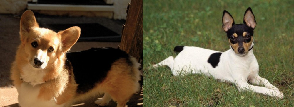 Toy Fox Terrier vs Dorgi - Breed Comparison