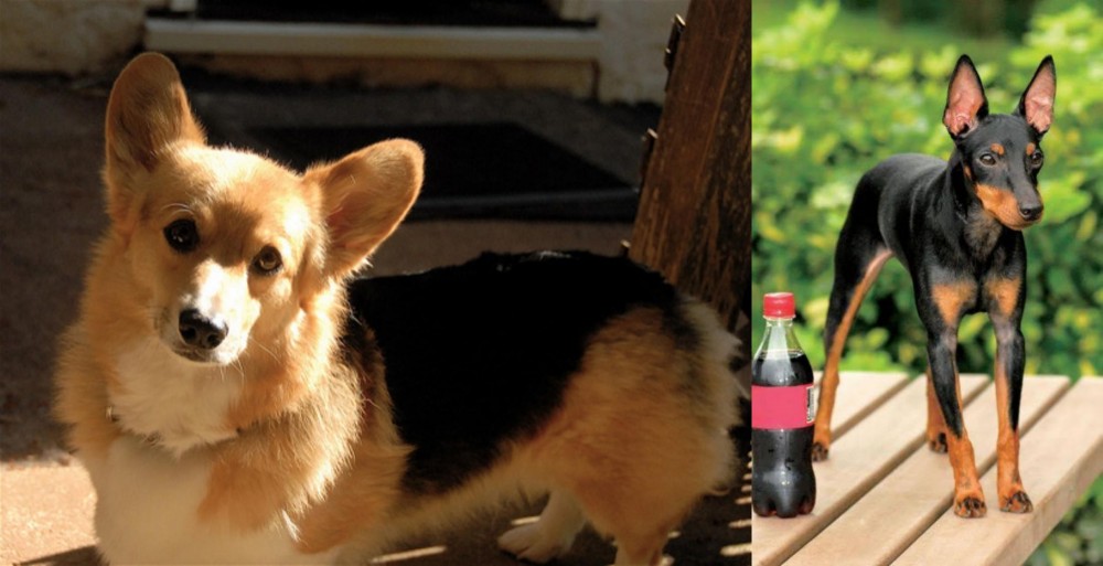 Toy Manchester Terrier vs Dorgi - Breed Comparison