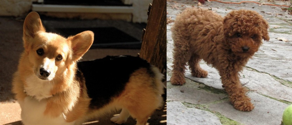 Toy Poodle vs Dorgi - Breed Comparison