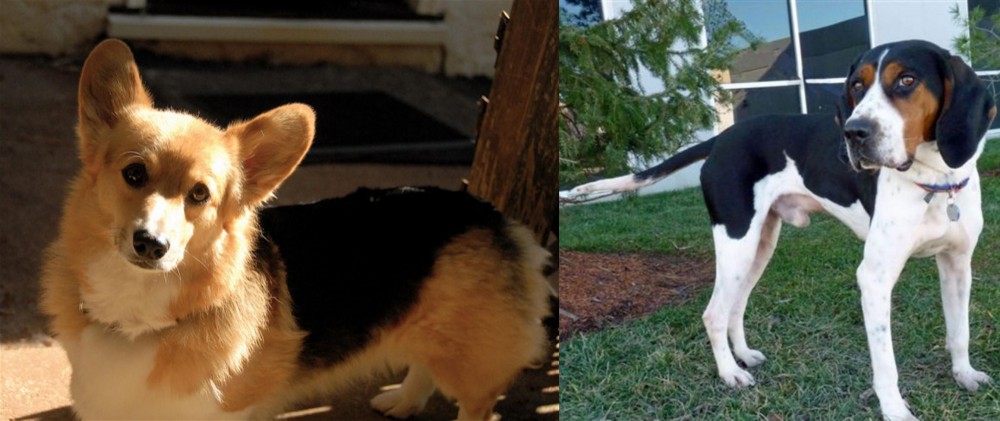 Treeing Walker Coonhound vs Dorgi - Breed Comparison