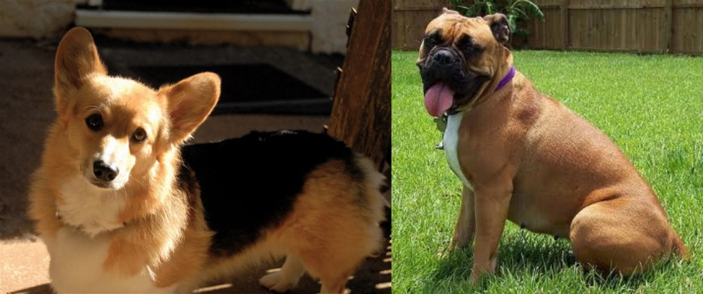 Valley Bulldog vs Dorgi - Breed Comparison