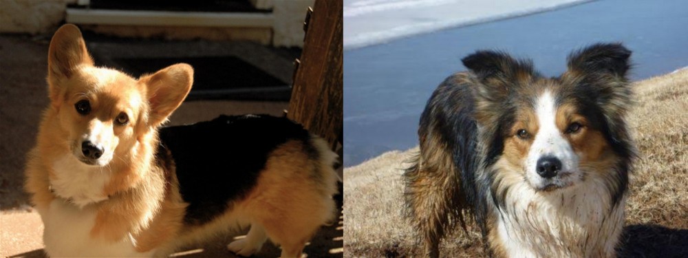 Welsh Sheepdog vs Dorgi - Breed Comparison