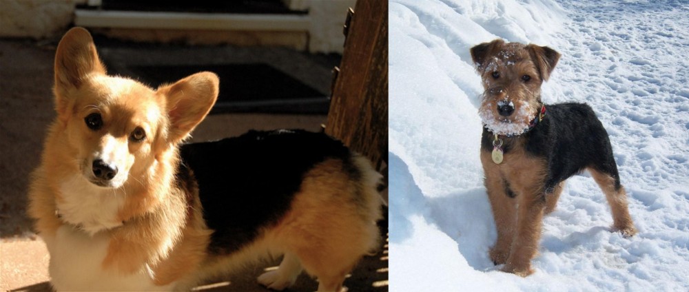 Welsh Terrier vs Dorgi - Breed Comparison