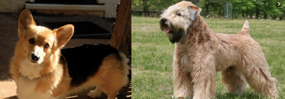 Wheaten Terrier vs Dorgi - Breed Comparison