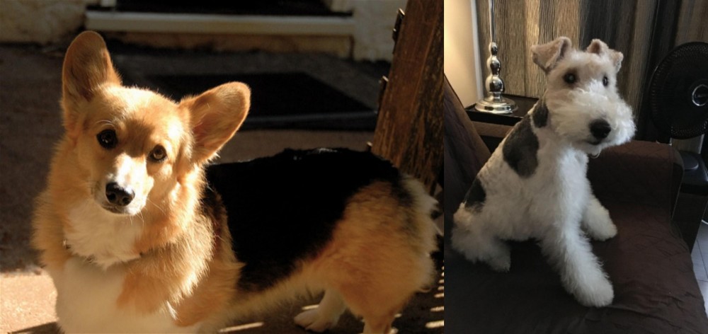 Wire Haired Fox Terrier vs Dorgi - Breed Comparison
