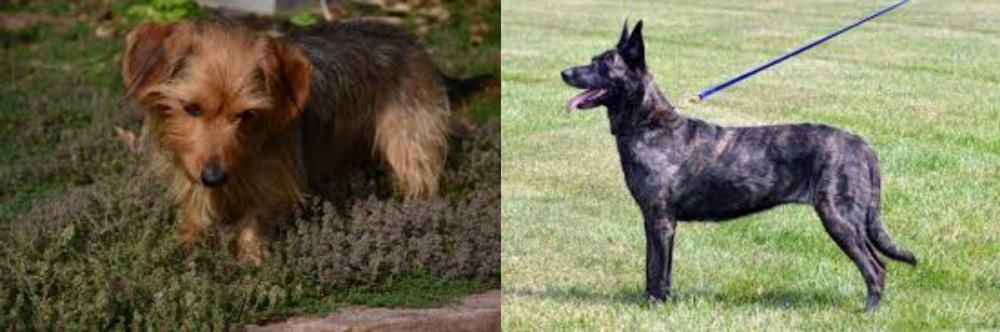 Dutch Shepherd vs Dorkie - Breed Comparison