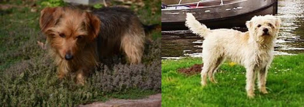 Dutch Smoushond vs Dorkie - Breed Comparison