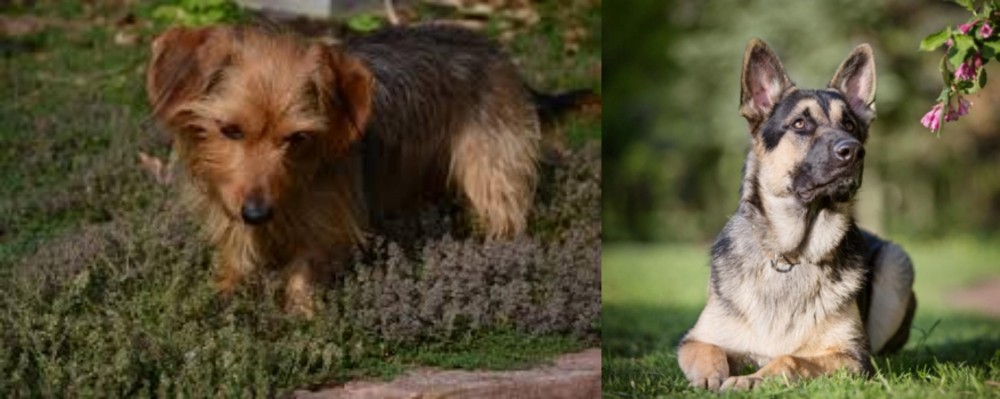 East European Shepherd vs Dorkie - Breed Comparison