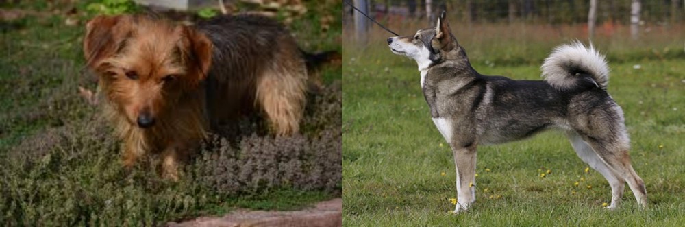 East Siberian Laika vs Dorkie - Breed Comparison