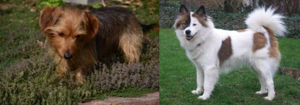 Elo vs Dorkie - Breed Comparison