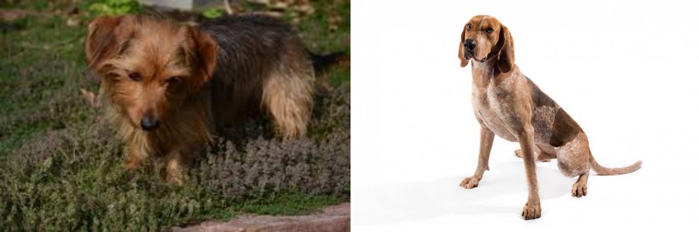 English Coonhound vs Dorkie - Breed Comparison