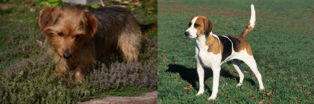 English Foxhound vs Dorkie - Breed Comparison