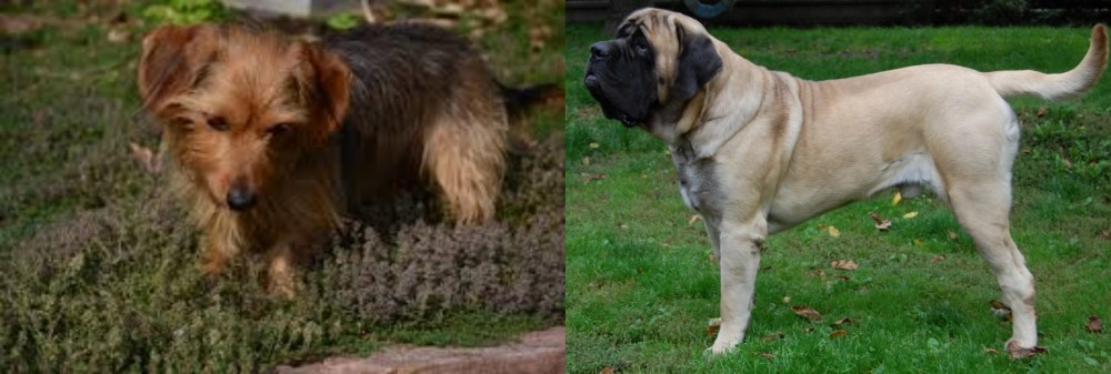 English Mastiff vs Dorkie - Breed Comparison