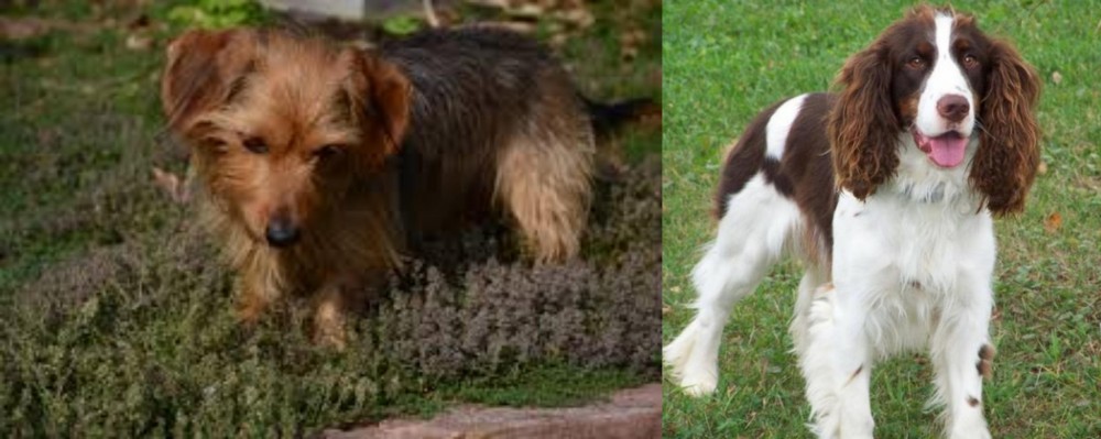 English Springer Spaniel vs Dorkie - Breed Comparison