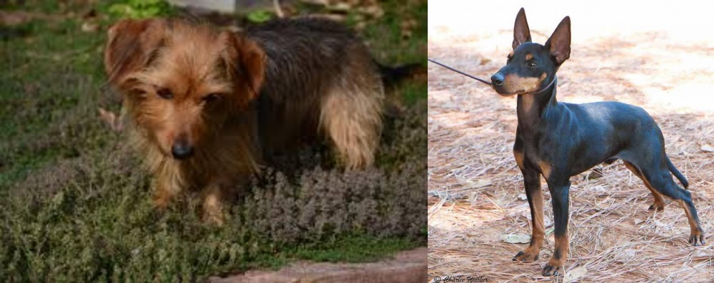 English Toy Terrier (Black & Tan) vs Dorkie - Breed Comparison