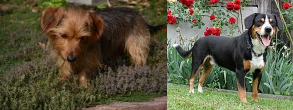 Entlebucher Mountain Dog vs Dorkie - Breed Comparison