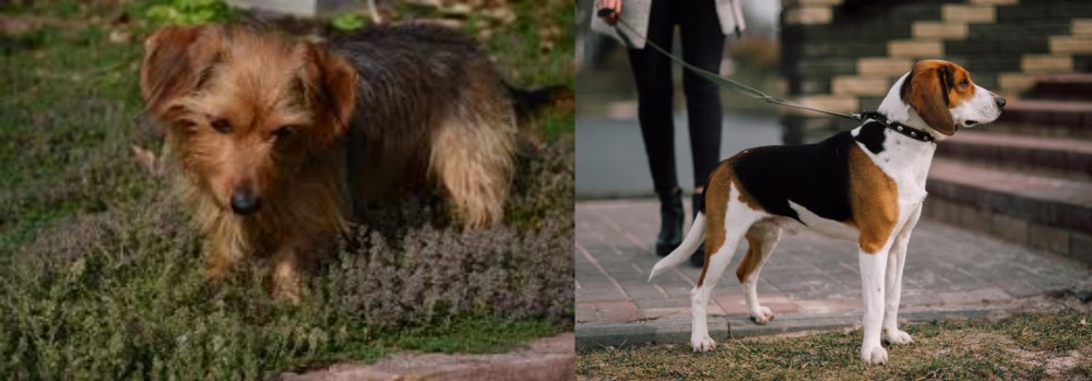 Estonian Hound vs Dorkie - Breed Comparison