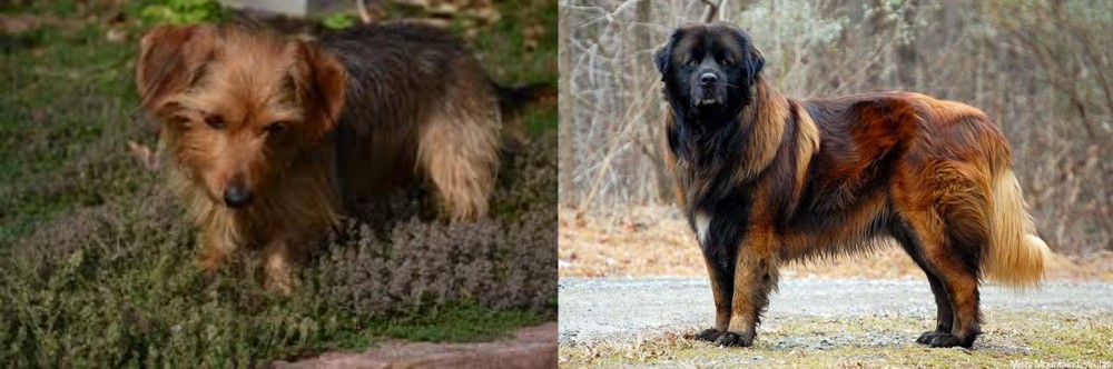 Estrela Mountain Dog vs Dorkie - Breed Comparison