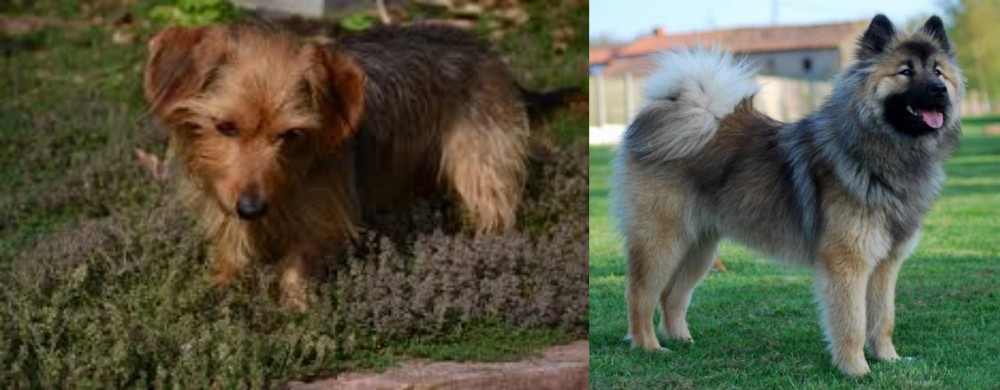 Eurasier vs Dorkie - Breed Comparison