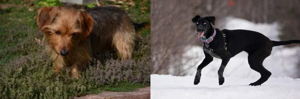 Eurohound vs Dorkie - Breed Comparison