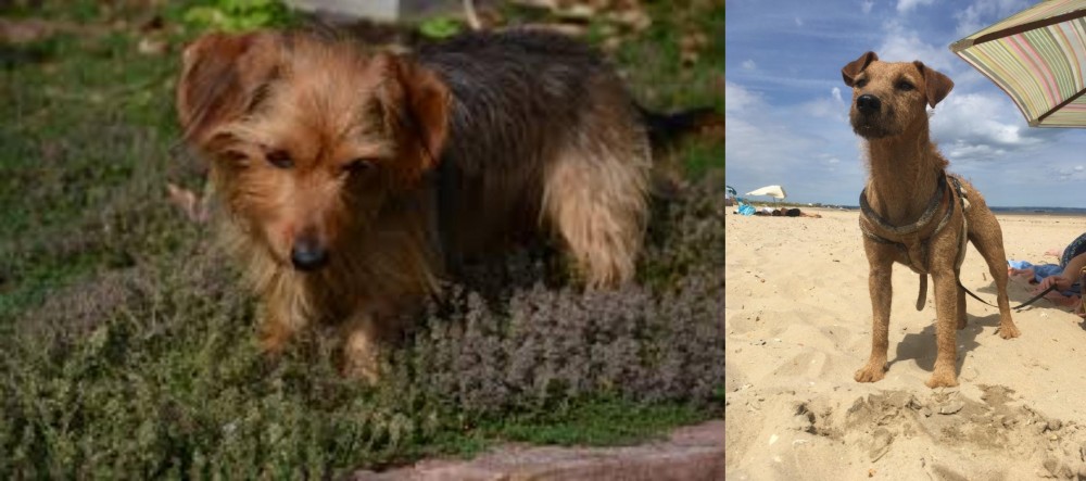 Fell Terrier vs Dorkie - Breed Comparison