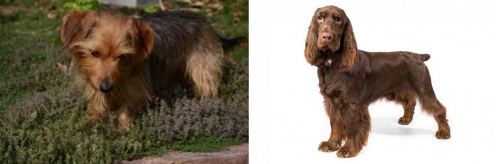 Field Spaniel vs Dorkie - Breed Comparison