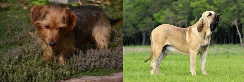 Fila Brasileiro vs Dorkie - Breed Comparison