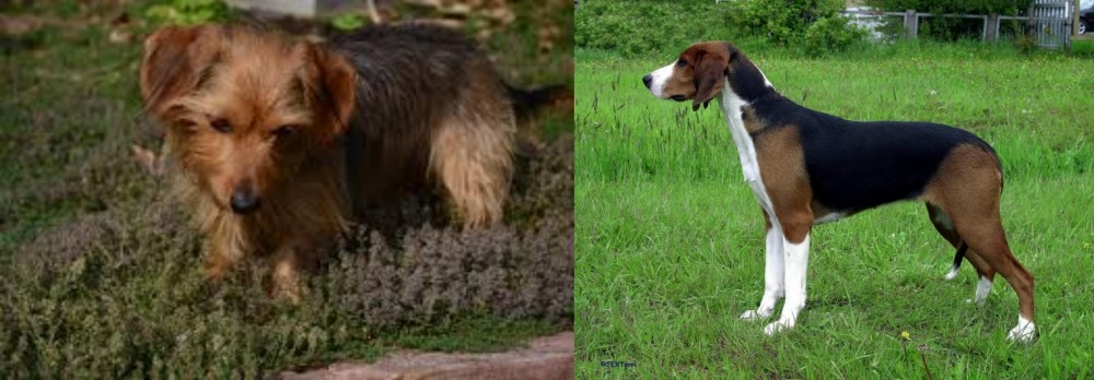 Finnish Hound vs Dorkie - Breed Comparison