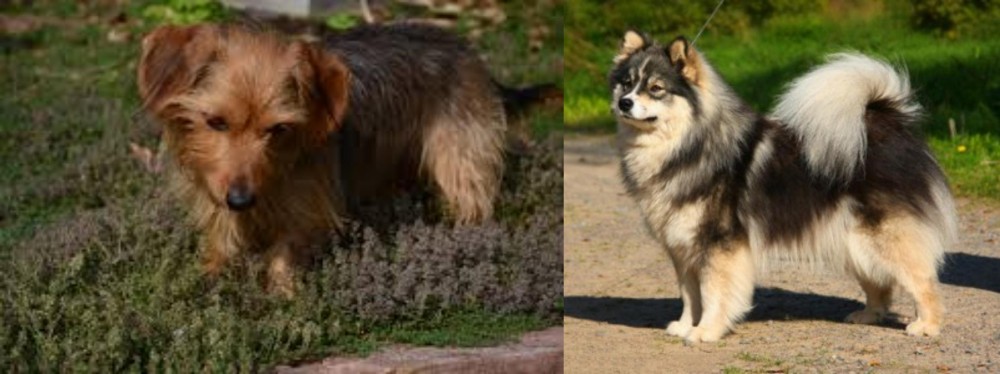 Finnish Lapphund vs Dorkie - Breed Comparison