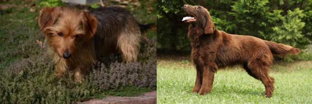 Flat-Coated Retriever vs Dorkie - Breed Comparison