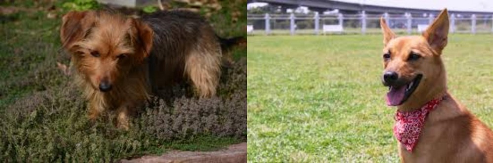 Formosan Mountain Dog vs Dorkie - Breed Comparison