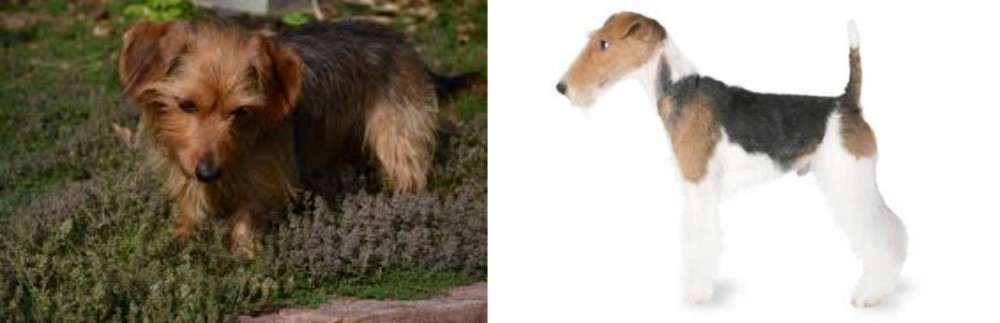 Fox Terrier vs Dorkie - Breed Comparison