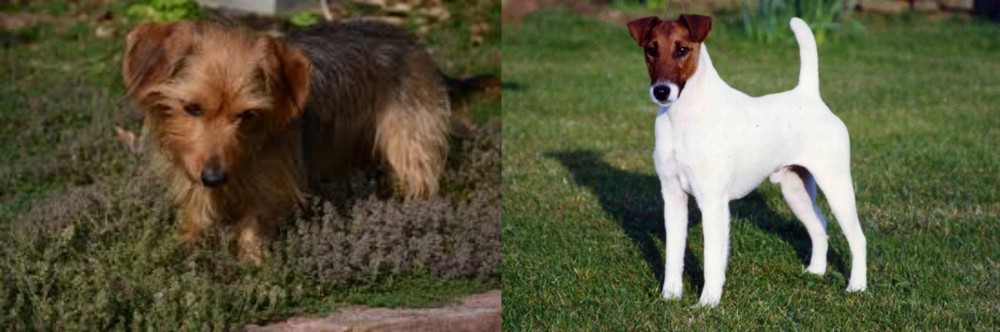 Fox Terrier (Smooth) vs Dorkie - Breed Comparison