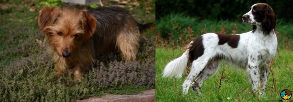 French Spaniel vs Dorkie - Breed Comparison